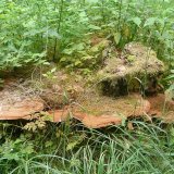 Lesklokorka ploská (Ganoderma applanatum) od Tony52