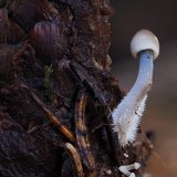Helmovka šiškomilná (Mycena strobilicola) od Martin