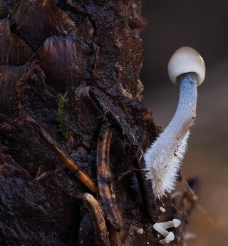 Helmovka šiškomilná (Mycena strobilicola) od Martin