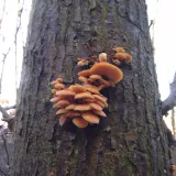 Penízovka sametonohá (Flammulina velutipes) od Honza