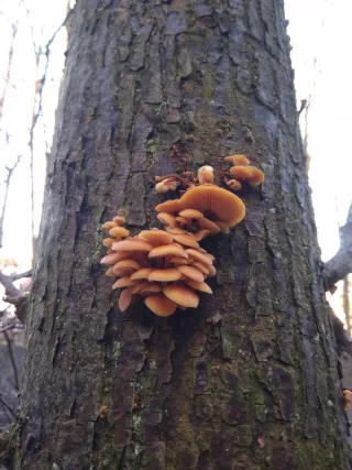 Penízovka sametonohá (Flammulina velutipes) od Honza