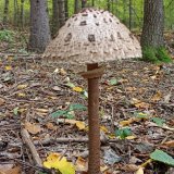 Bedla vysoká (Macrolepiota procera) od Josef