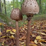 Bedla vysoká (Macrolepiota procera) od Josef