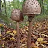 Bedla vysoká (Macrolepiota procera) od Josef
