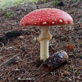 Muchomůrka červená (Amanita muscaria) od Josef