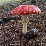 Muchomůrka červená (Amanita muscaria) od Josef