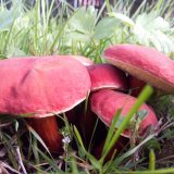 Hřib červený (Hortiboletus rubellus) od Martina