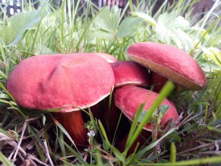 Hřib červený (Hortiboletus rubellus) od Martina