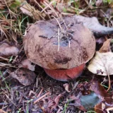 Hřib kovář (Neoboletus luridiformis) od Jardaj