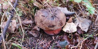 Hřib kovář (Neoboletus luridiformis) od Jardaj