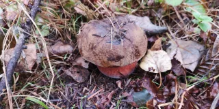 Hřib kovář (Neoboletus luridiformis) od Jardaj