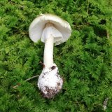 Muchomůrka zelená (Amanita phalloides) od Monika