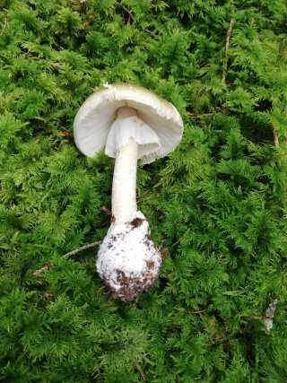 Muchomůrka zelená (Amanita phalloides) od Monika