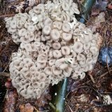 Choroš oříš (Polyporus umbellatus) od Monika