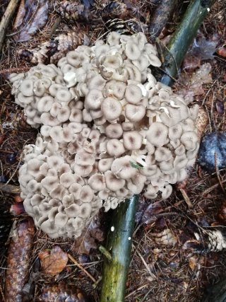 Choroš oříš (Polyporus umbellatus) od Monika