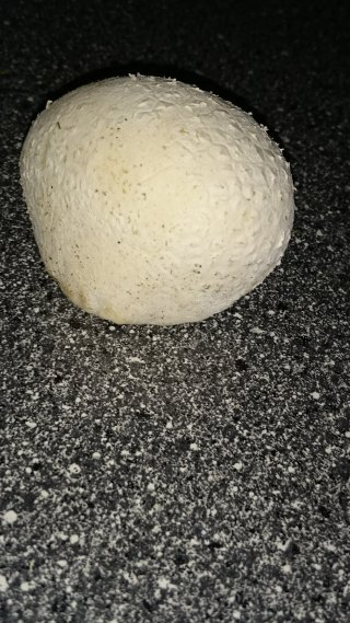 Pýchavka obrovská (Calvatia gigantea) od Monika