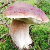 Hřib smrkový (Boletus edulis) od Monika