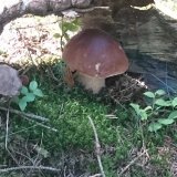 Hřib smrkový (Boletus edulis) od Monika