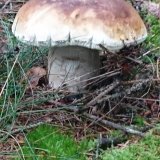 Hřib smrkový (Boletus edulis) od Monika