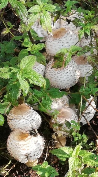 Bedla vysoká (Macrolepiota procera) od Monika