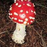 Muchomůrka červená (Amanita muscaria) od Monika