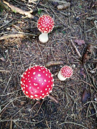 Muchomůrka červená (Amanita muscaria) od Monika