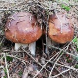 Hřib smrkový (Boletus edulis) od Monika