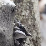 Hlíva ústřičná (Pleurotus ostreatus) od Eva Drdlová
