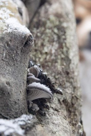 Hlíva ústřičná (Pleurotus ostreatus) od Eva Drdlová