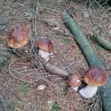 Hřib smrkový (Boletus edulis) od Monika