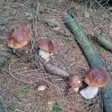 Hřib smrkový (Boletus edulis) od Monika