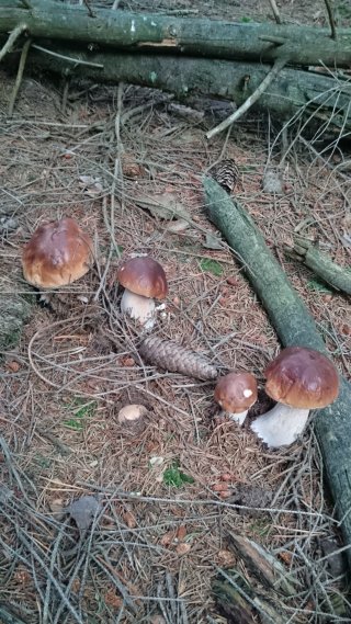 Hřib smrkový (Boletus edulis) od Monika