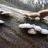 Klanolístka obecná (Schizophyllum commune) od Josef