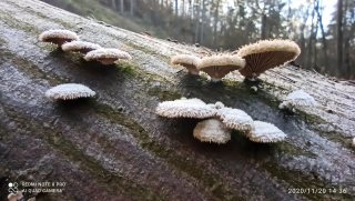 Klanolístka obecná (Schizophyllum commune) od Josef