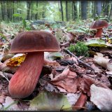 Hřib kovář (Neoboletus luridiformis) od Jiří Kubiena