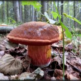 Hřib kovář (Neoboletus luridiformis) od Jiří Kubiena