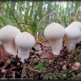 Pýchavka obecná (Lycoperdon perlatum) od Jiří Kubiena