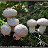 Pýchavka obecná (Lycoperdon perlatum) od Jiří Kubiena