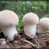 Pýchavka obecná (Lycoperdon perlatum) od Jiří Kubiena