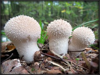 Pýchavka obecná (Lycoperdon perlatum) od Jiří Kubiena