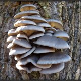 Hlíva ústřičná (Pleurotus ostreatus) od Jiří Kubiena