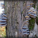 Hlíva ústřičná (Pleurotus ostreatus) od Jiří Kubiena