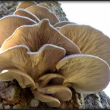 Hlíva ústřičná (Pleurotus ostreatus) od Jiří Kubiena