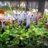 Dřevnatka parohatá (Candlesnuff fungus) od Jiří Kubiena