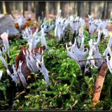 Dřevnatka parohatá (Candlesnuff fungus) od Jiří Kubiena