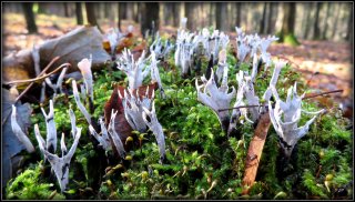 Dřevnatka parohatá (Candlesnuff fungus) od Jiří Kubiena