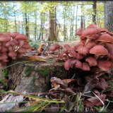 Václavka smrková (Armillaria ostoyae) od Jiří Kubiena