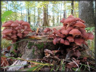 Václavka smrková (Armillaria ostoyae) od Jiří Kubiena