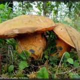 Hřib koloděj (Suillellus luridus) od Jiří Kubiena
