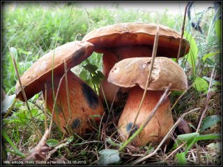 Hřib koloděj (Suillellus luridus) od Jiří Kubiena